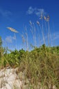 Sea Oats on Carribean Sand Dune Royalty Free Stock Photo