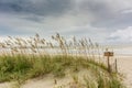 Sea Oats on Dune Royalty Free Stock Photo