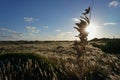 Sea oats on dunes near sunset on North Carolina beach Royalty Free Stock Photo