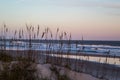 Sea Oats at Fernandina Beach Royalty Free Stock Photo