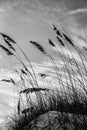 Sea oats at Fernandina Beach Royalty Free Stock Photo