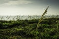 Sea Oats in Florida Royalty Free Stock Photo