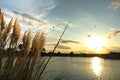 Sea oats grass near the Intracoastal waterway at sunset Royalty Free Stock Photo