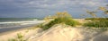 Sea oats grass by the ocean. Royalty Free Stock Photo