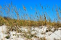 Sea Oats on the beach