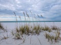 Sea Oats at Pensacola Beach in October