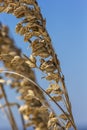 Sea Oats Plant on Florida Beach Royalty Free Stock Photo