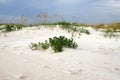 Sea oats on a sand dune Royalty Free Stock Photo