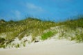 Sea Oats and Sand Dunes of the Outer Banks of NC Royalty Free Stock Photo