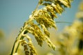 Sea Oats and Sand Dunes of the Outer Banks of NC Royalty Free Stock Photo