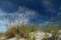 Sea Oats, Sand, and Sky in Neptune Beach, Florida Royalty Free Stock Photo