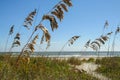 Sea Oats in the Sand Royalty Free Stock Photo