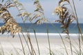 Sea oats