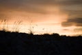 Sea oats silhouette at sunset