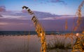 Gulf Shores Sea Oats at Sunrise
