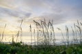 Sea Oats at Sunrise Royalty Free Stock Photo