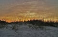 Sea Oats at Sunset