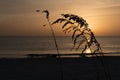 Sea Oats and Golden Sunset