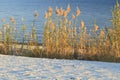 Sea Oats at Water's Edge