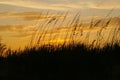 Sea oats waving in the orange sunset Royalty Free Stock Photo