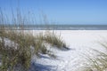 Sea oats and white sand dunes on beach in St. Petersburg, Florid Royalty Free Stock Photo