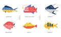 Sea And Ocean Fishes Collection, Dorado, Angler Fish, Permit, Snapper, Trout, Perch Vector Illustration