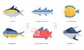 Sea and Ocean Fishes Collection, Tuna, Barracuda, Flounder, Dorado, Angler Fish, Permit Vector Illustration Royalty Free Stock Photo