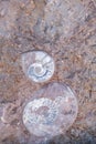 Sea and ocean fossils found on rocks in the desert of Morocco