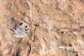 Sea and ocean fossils found on rocks in the desert of Morocco