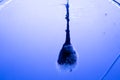 Sea and ocean jellyfish swim in the water close-up. Illumination and bioluminescence in different colors in the dark