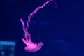 Sea and ocean jellyfish swim in the water close-up. Illumination and bioluminescence in different colors in the dark