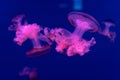 Sea and ocean jellyfish swim in the water close-up. Illumination and bioluminescence in different colors in the dark