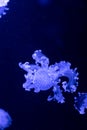 Sea and ocean jellyfish swim in the water close-up. Illumination and bioluminescence in different colors in the dark Royalty Free Stock Photo