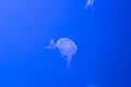 Sea and ocean jellyfish swim in the water close-up. Illumination and bioluminescence in different colors in the dark Royalty Free Stock Photo