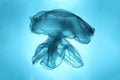 Sea and ocean life from waste. Plastic bag in the form of a jellyfish. Pollution of the planet Royalty Free Stock Photo