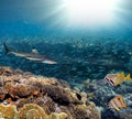 Sea or ocean underwater coral reef Royalty Free Stock Photo