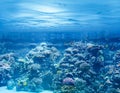 Sea or ocean underwater with coral reef and tropic Royalty Free Stock Photo