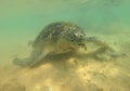 Sea olive turtle cose-up over sand bottom