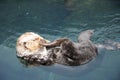 Sea otter Royalty Free Stock Photo