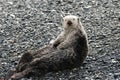 Sea Otter Royalty Free Stock Photo