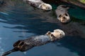 Sea Otter Royalty Free Stock Photo