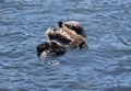 Sea Otter Baby Stretched Across It`s Mom`s Belly