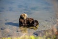 Sea Otter at Californias Pacific Coast Royalty Free Stock Photo