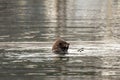 Sea otter eating Royalty Free Stock Photo