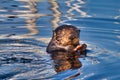 Sea otter eating a shellfish while floatingon its back Royalty Free Stock Photo