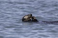 A sea otter eating a snack Royalty Free Stock Photo