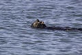 A sea otter eating a snack Royalty Free Stock Photo