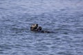 A sea otter eating a snack Royalty Free Stock Photo