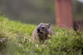 Cute sea otter eating in grass Royalty Free Stock Photo