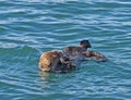 Sea otter eating starfish Royalty Free Stock Photo
